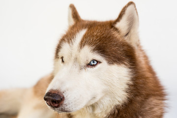 Portrait of a dog-Siberian husky