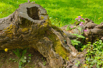 a tree trunk embraces two isolated  florets  / a tree trunk protects with its  roots two isolated florets