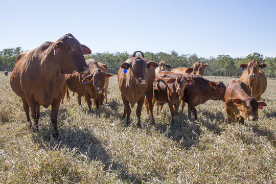 Image of a Herd of Droughtmaster Beef Cattle, Atherton Tableland, North Queensland. Prime condition and ready for market