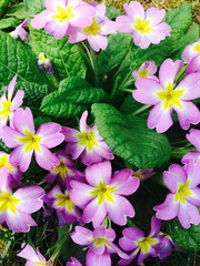 Fr&uuml;hlingsfarben