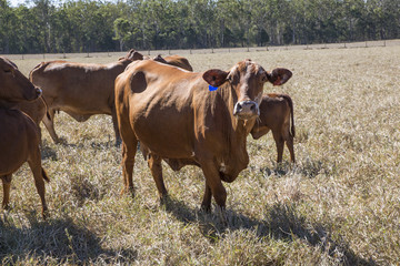 Herd of Droughtmaster cattle on a beef cattle property on the Atherton Tableland, North Queensland.