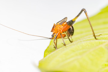 Orange, black bush-crickets or katydids (Arthropoda: Insecta: Coleoptera: Dryophthoridae: Conocephalus melanus) crawling on a green leaf isolated with white background