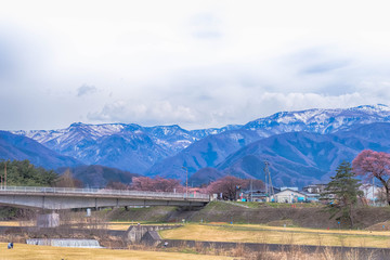 Sakura,Cherry blossom festival at Park, Nagano,Japan.