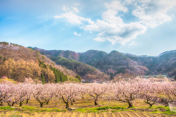Fototapeta na wymiar Sakura,Cherry blossom festival at Park, Nagano,Japan.