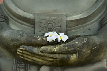 flower on buddha hand
