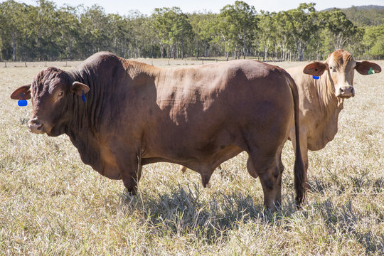 Droughtmaster Bull and Cow