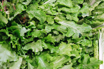 fresh green salad