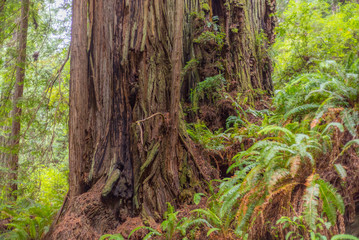 Beautiful texture of bark of old redwood. Amazing green forest of sequoia. Redwood national and state parks. California, USA