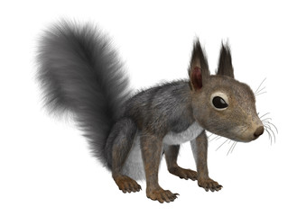 Obraz premium 3D Rendering Eastern Grey Squirrel on White