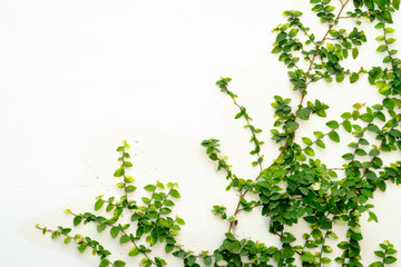 white wall with ivy plant
