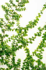 white wall with ivy plant