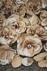 Decaying White Dried Camellia Flowers/Decaying white faded camellia flowers on ground