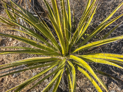 Yucca plant, USA