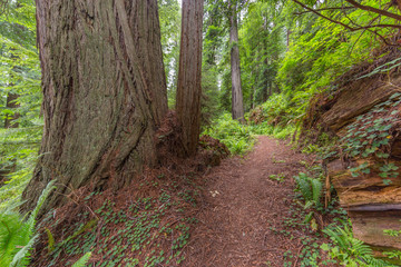 Fototapeta premium Old-growth sequoias in the fairy green forest. A path in the redwood forest. Redwood national and state parks. California, USA