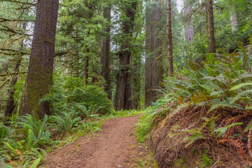 Old-growth sequoias in the fairy green forest. A path in the redwood forest. Redwood national and state parks. California, USA