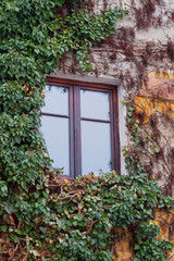 Old window surrounded by creeping ivy plants