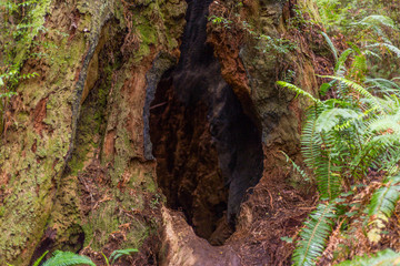 Beautiful texture of bark of old redwood. Amazing green forest of sequoia. Redwood national and state parks. California, USA