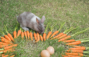 ND rabbit or cute bunny on green grass surround with a heart shape of carrots