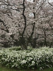 桜と雪柳