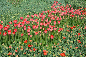 Varied colors of tulips on the flowerbed. Large buds of tulips