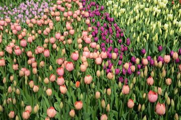 Varied colors of tulips on the flowerbed. Large buds of tulips