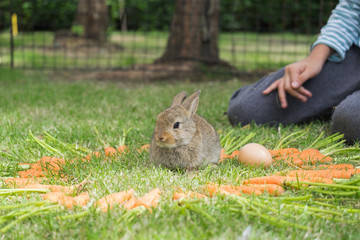 ND rabbit or cute bunny on green grass surround with a heart shape of carrots