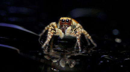 Beautiful Spider on glass, Jumping Spider in Thailand, Carrhotus sannio