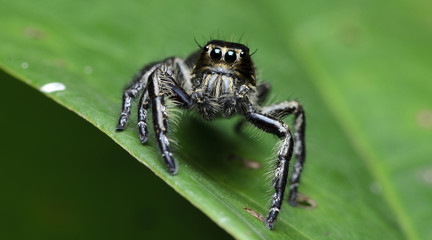 Beautiful Spider on green leaf, Jumping Spider in Thailand, Hyllus diardi