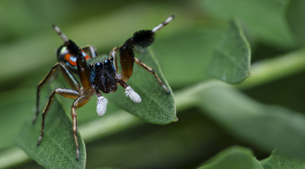 Beautiful Spider on green leaf, Jumping Spider in Thailand, Siler semiglaucus
