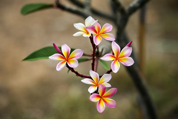 light pink plumeria  flower