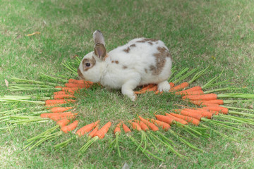 ND rabbit or cute bunny on green grass surround with a heart shape of carrots