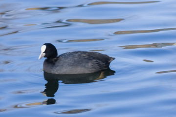 Eurasian coot Fulica atra swimming in pond with reflection close-up portrait, selective focus, shallow DOF