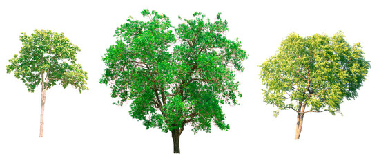 Fototapeta premium Isolated tree on white background.