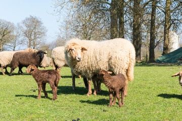 Weisses Mutterschaf mit braunen L&auml;mmern