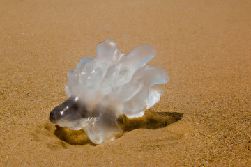 Beautiful jellyfish by the sea on sand
