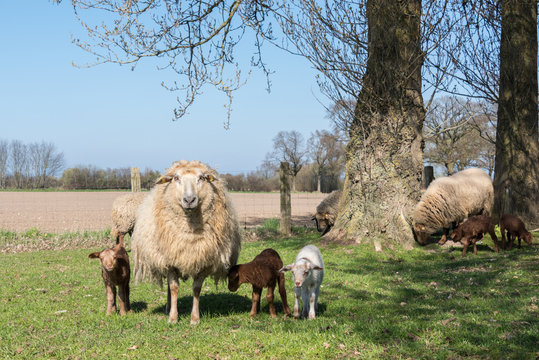 Schafsfamilie zu Ostern