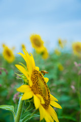 ひまわり　青空　ミツバチ