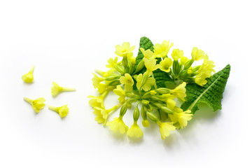 Primrose, Primula veris isolated