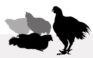 Chickens Silhouette