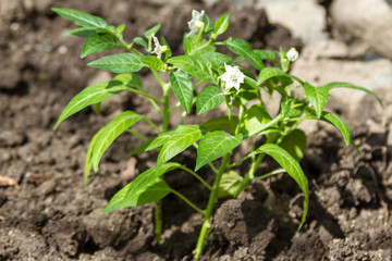 Flowering of chili