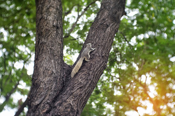 Fototapeta na wymiar Little squirrel on a big tree.
