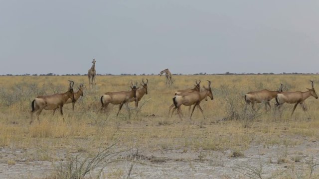 Common Tsessebe (Damaliscus lunatus) in natural setting, Etosha, with giraffes in background