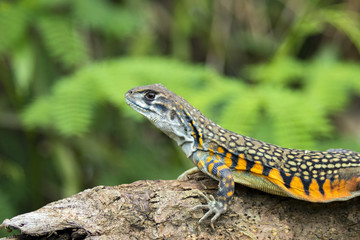 Image of Butterfly Agama Lizard (Leiolepis Cuvier) on nature background. . Reptile Animal