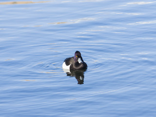 Male Tufted Duck or Aythya fuligula swimming in pond, close-up portrait, selective focus, shallow DOF