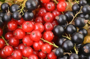 Currant