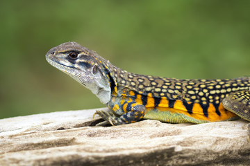 Image of Butterfly Agama Lizard (Leiolepis Cuvier) on nature background. . Reptile Animal