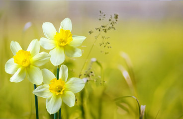 Three flower daffodils in spring outdoors on a meadow in the grass in the sun close-up on  light green background. Beautiful spring pattern for design. Delicate artistic image. - obrazy, fototapety, plakaty