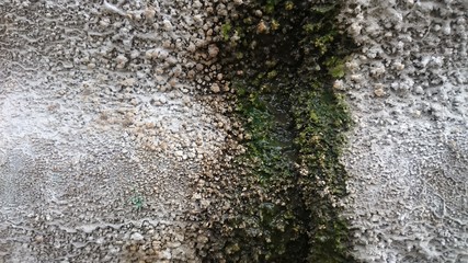 background texture of moss are so amazing