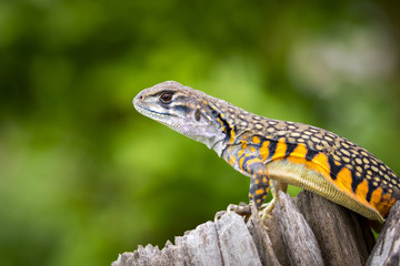 Image of Butterfly Agama Lizard (Leiolepis Cuvier) on nature background. . Reptile Animal