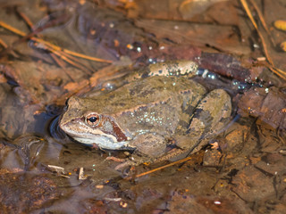 European grass frog or Rana temporaria male in breeding colors at water close-up portrait, selective focus, shallow DOF